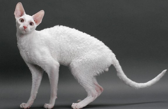 White Cornish Rex: Not So Average Domestic Cat