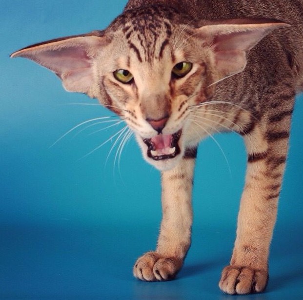 Cats With Big Ears – A New Breed Of Cat